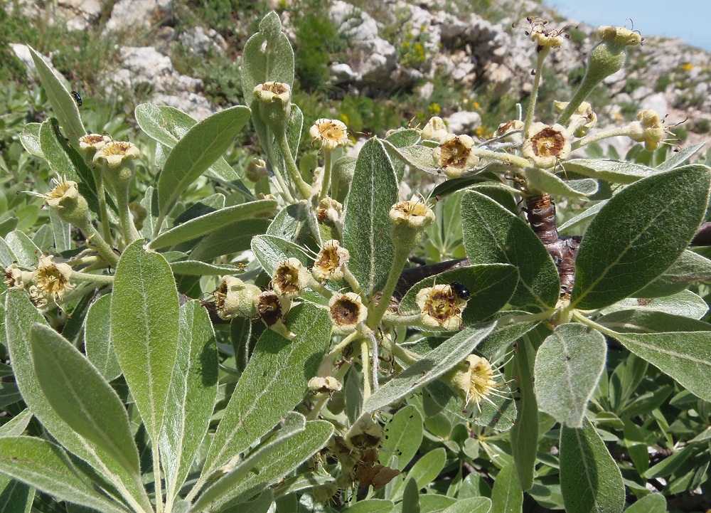 Image of Pyrus elaeagrifolia specimen.