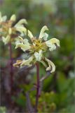 Pedicularis lapponica