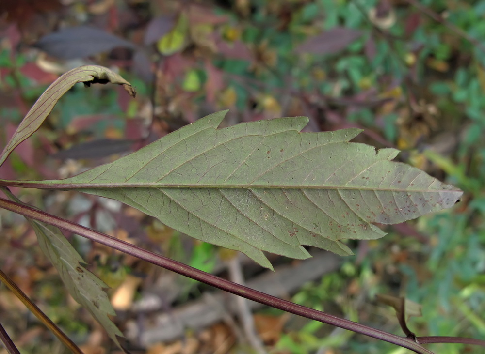 Image of Bidens frondosa specimen.