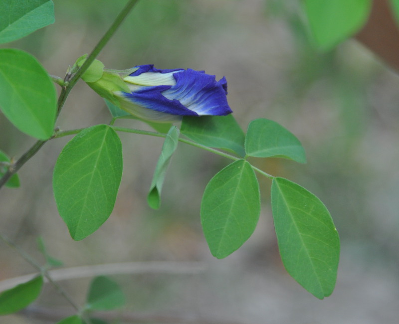 Image of Clitoria ternatea specimen.