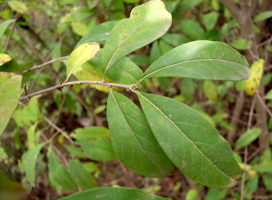 Изображение особи Ligustrum vulgare.