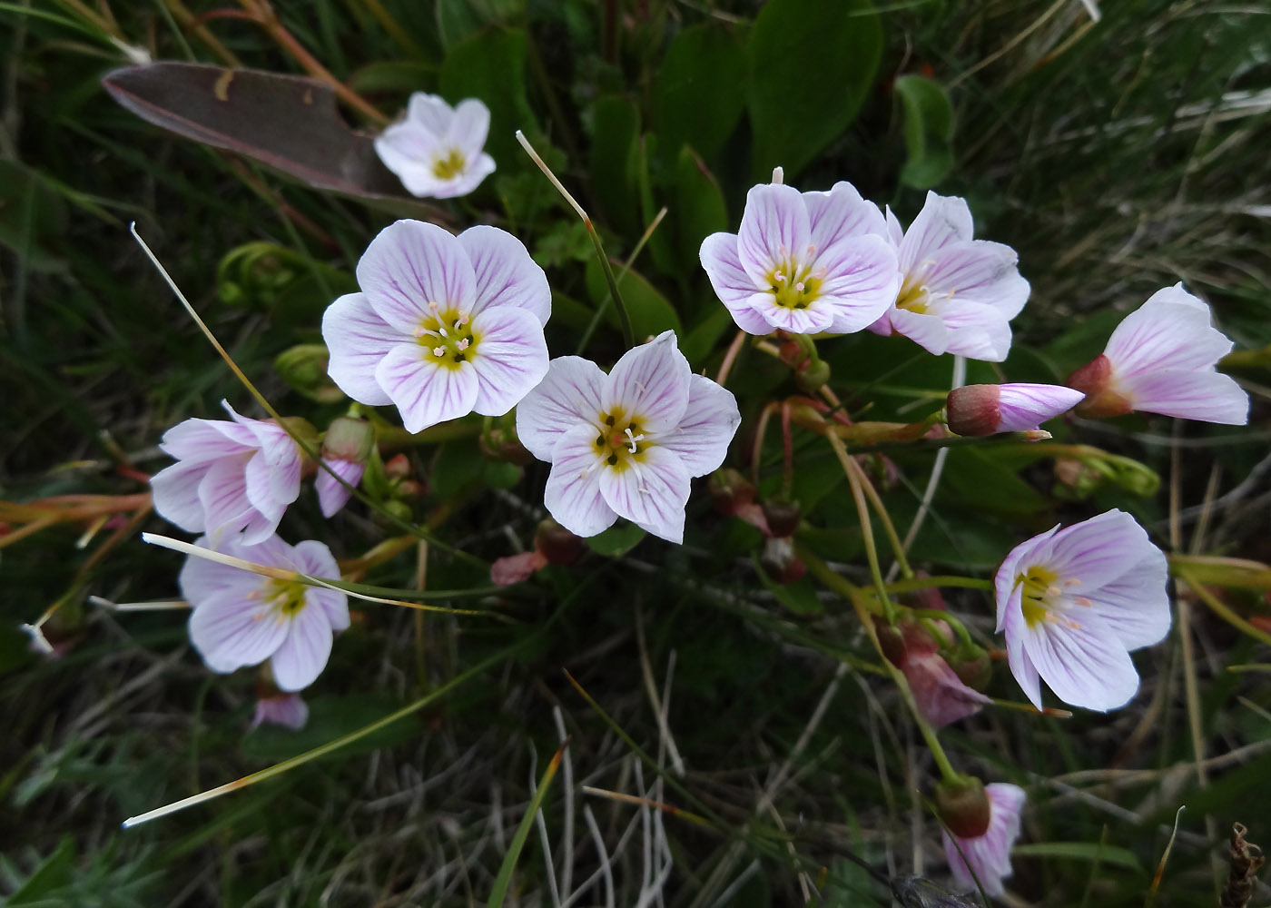 Image of Claytonia joanneana specimen.