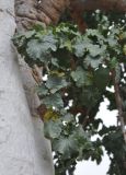 Dendrosicyos socotranus. Листья. Сокотра, окр. г. Хадибо. 30.12.2013.