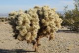 Cylindropuntia echinocarpa. Растение в пустыне. США, Калифорния, Joshua Tree National Park. 19.02.2014.