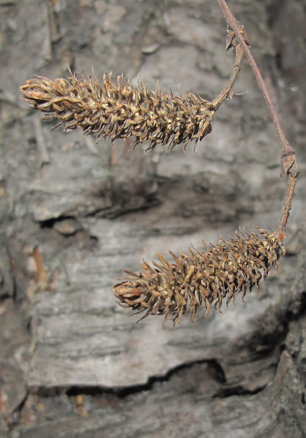 Image of Betula dauurica specimen.