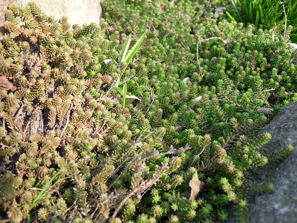 Image of Sedum sexangulare specimen.