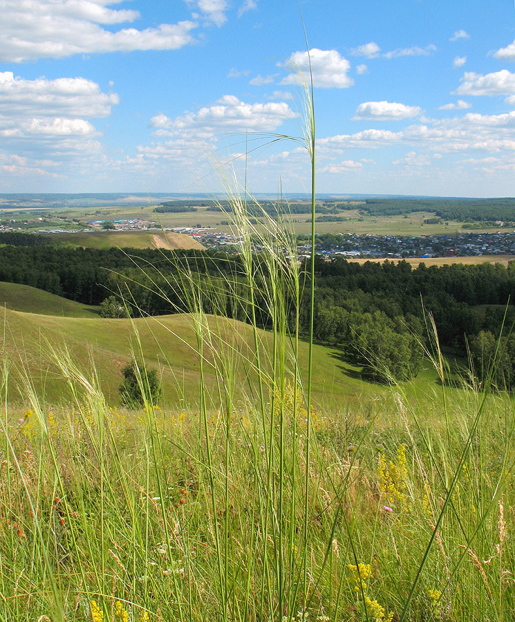 Изображение особи Stipa capillata.