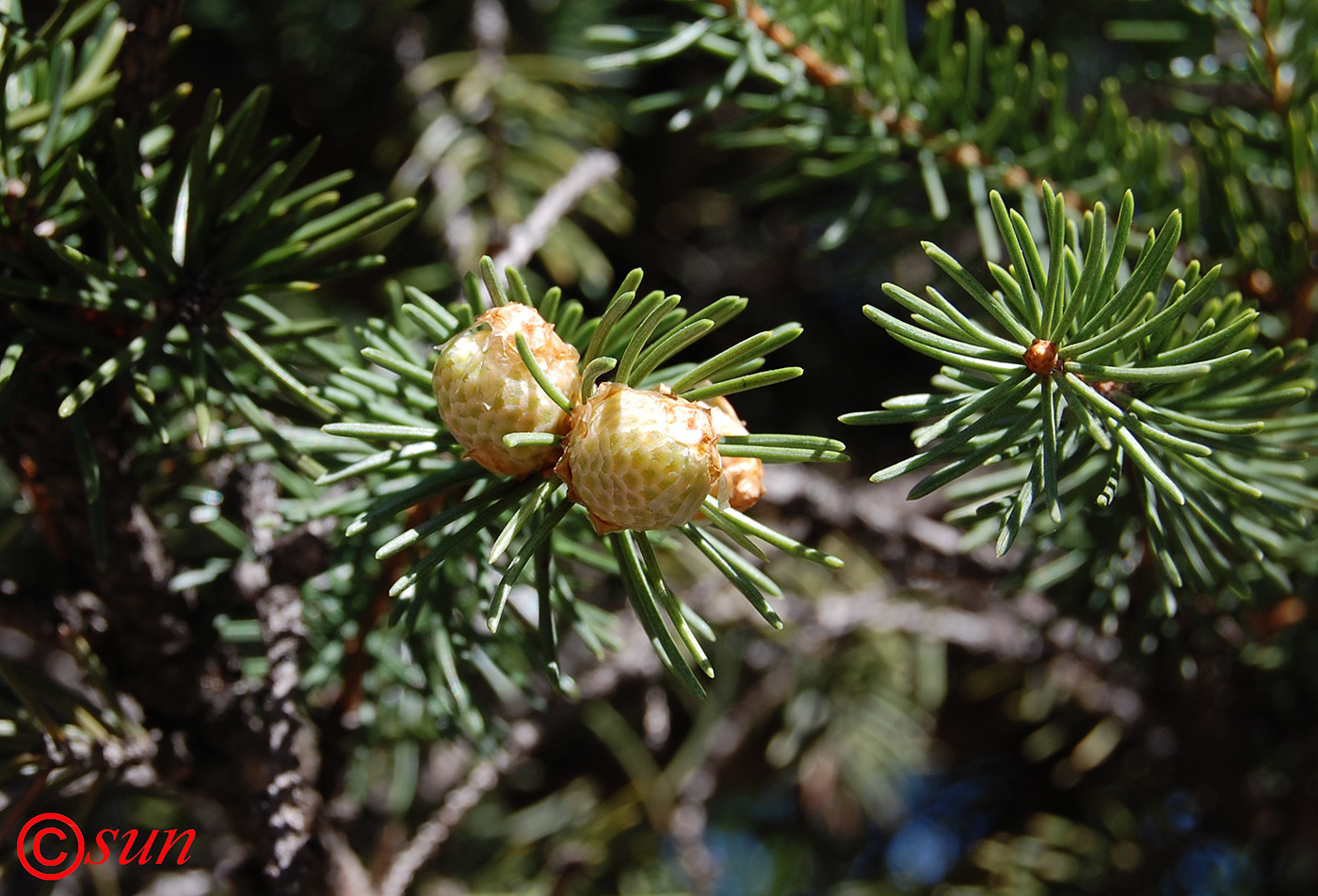 Image of Picea pungens specimen.