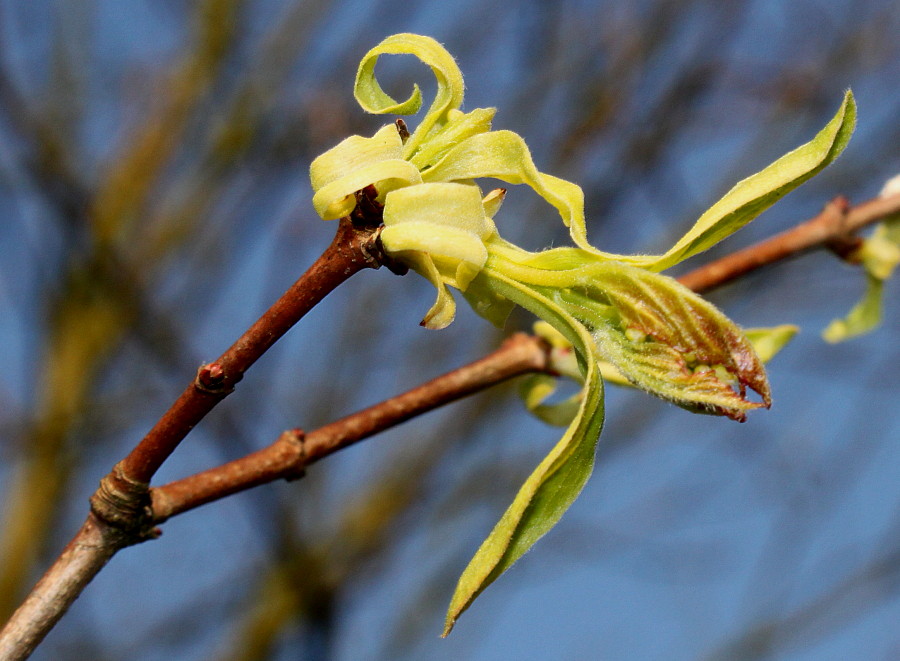 Image of Acer ginnala specimen.