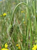 Papaver stevenianum