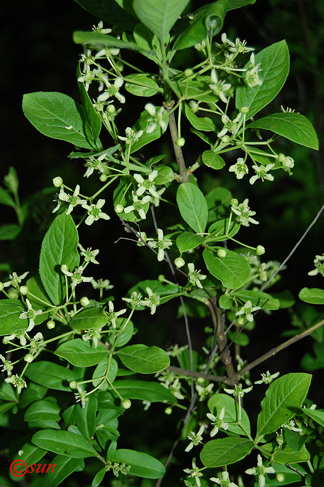 Изображение особи Euonymus europaeus.