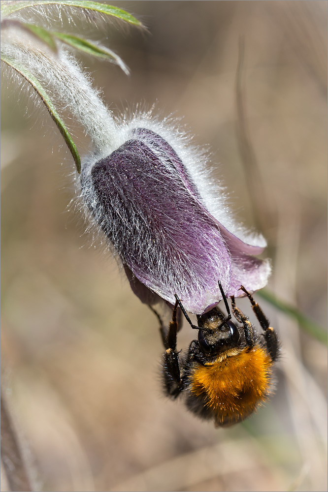 Image of Pulsatilla pratensis specimen.