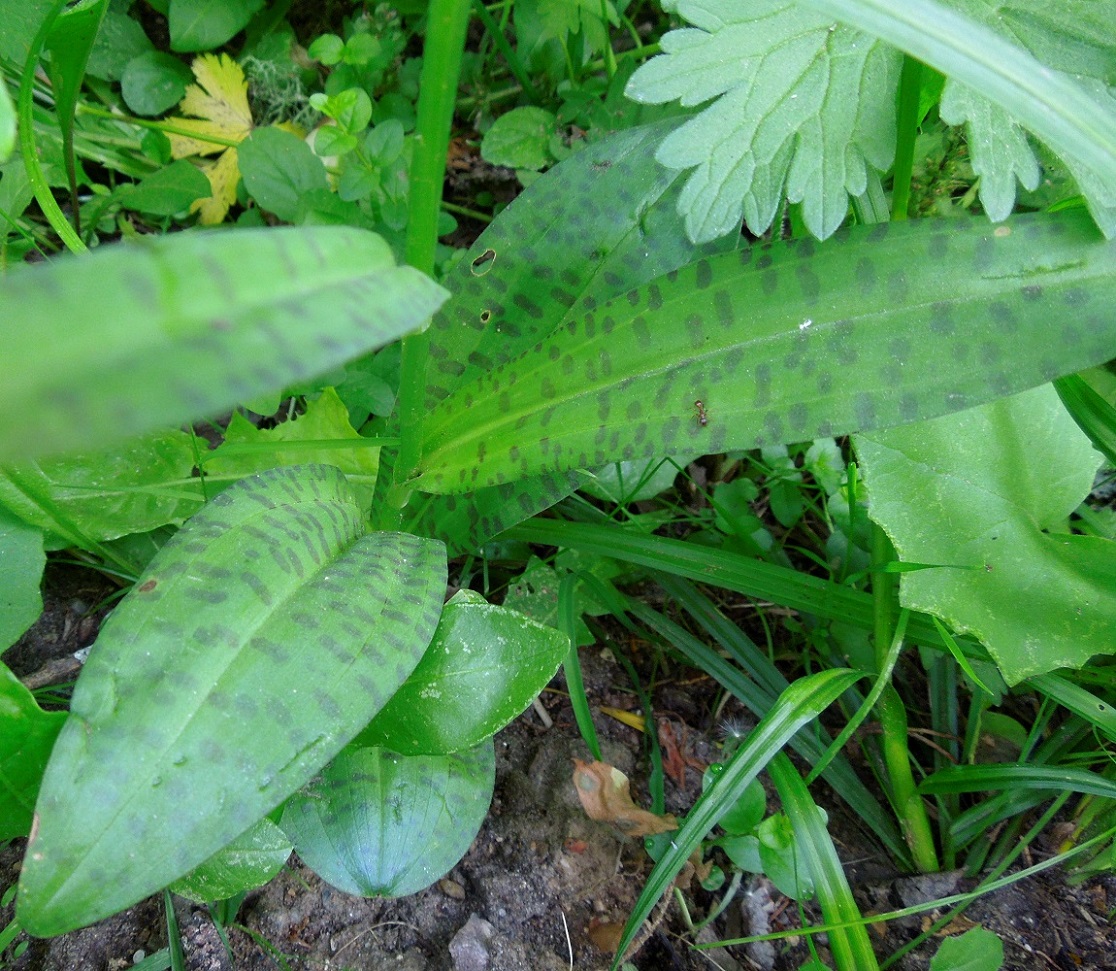 Image of Dactylorhiza fuchsii specimen.