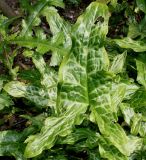 Arum italicum