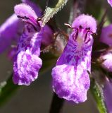 Stachys palustris