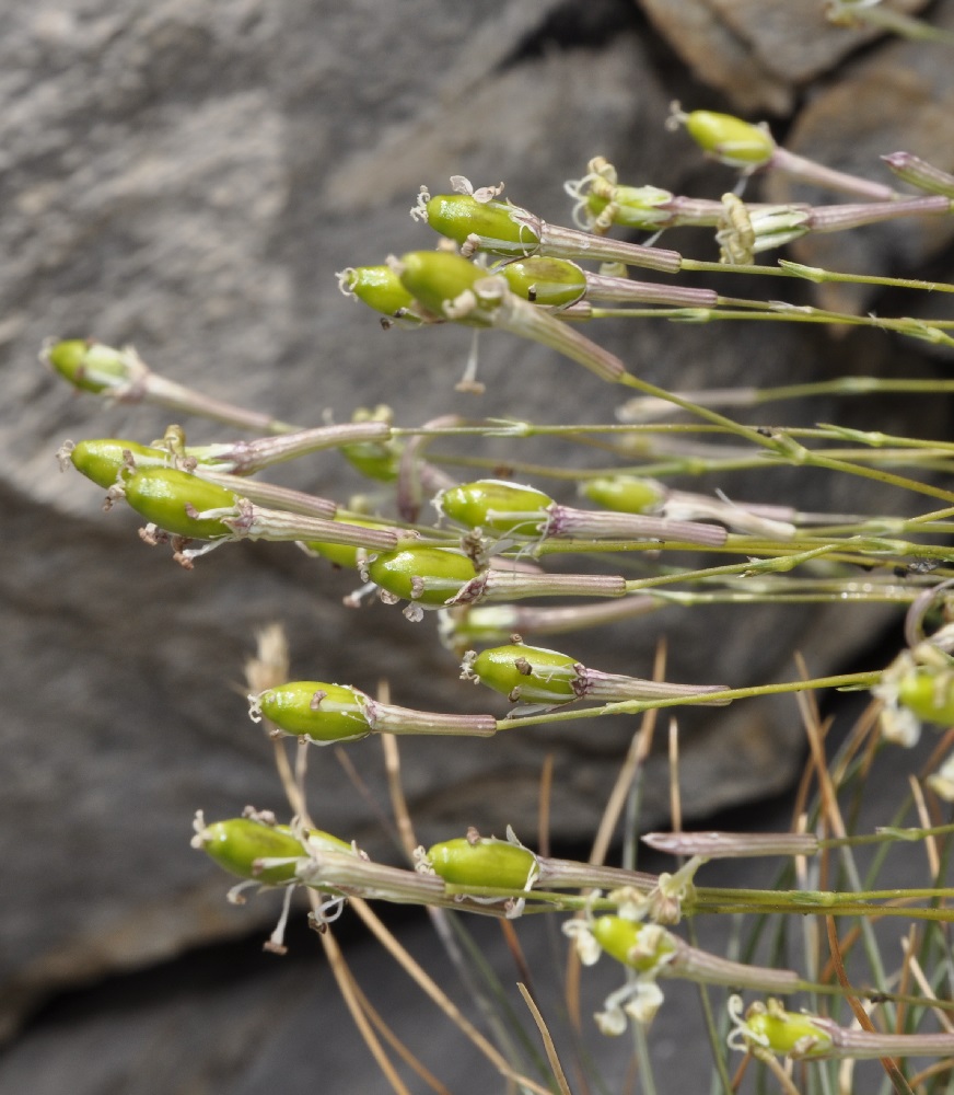 Image of Silene parnassica ssp. dionysii specimen.