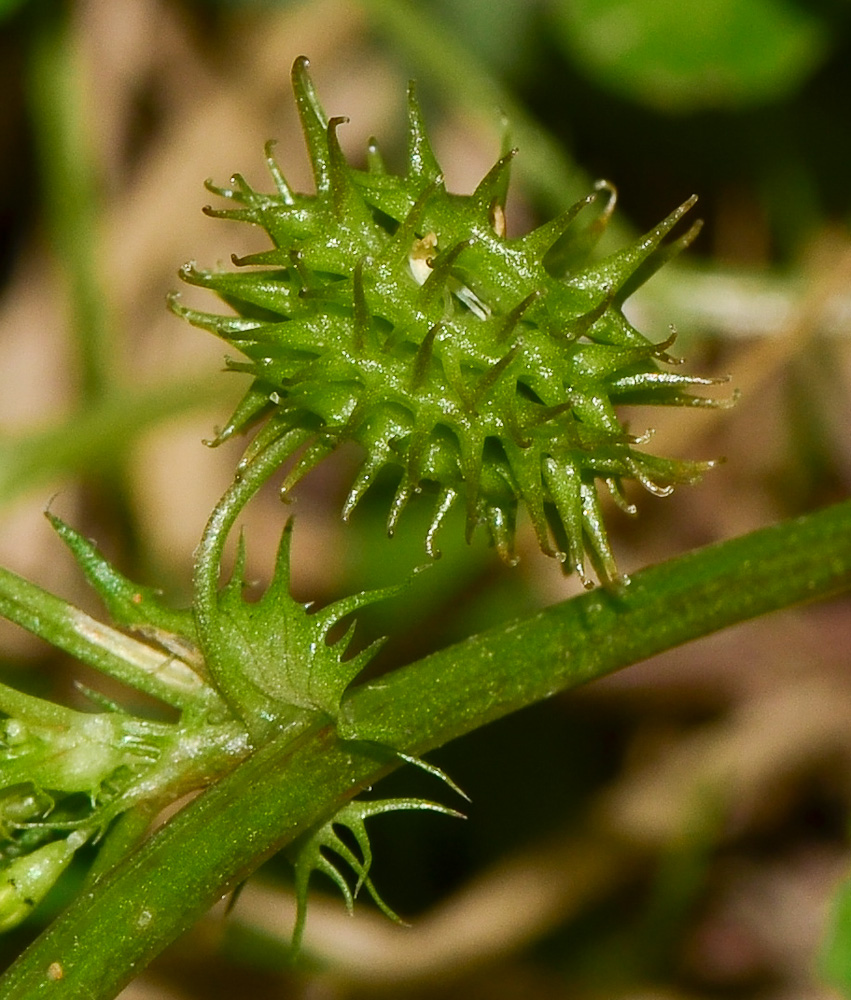 Image of Medicago polymorpha specimen.