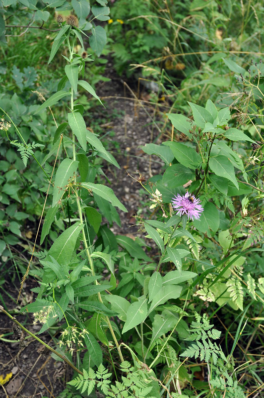 Изображение особи Centaurea alutacea.