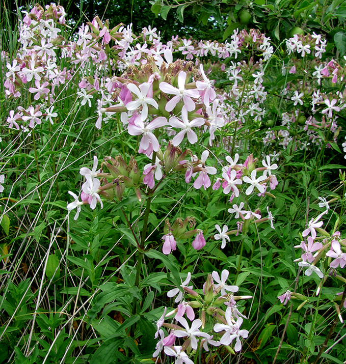 Image of Saponaria officinalis specimen.