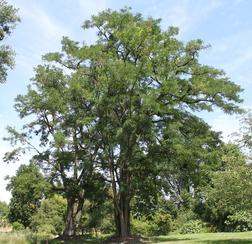 Изображение особи Robinia pseudoacacia.