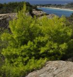 Pinus halepensis