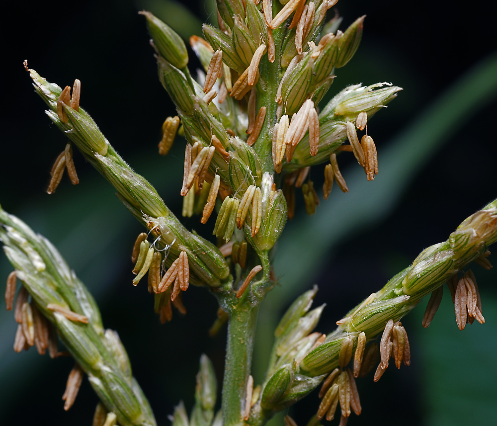 Image of Zea mays specimen.