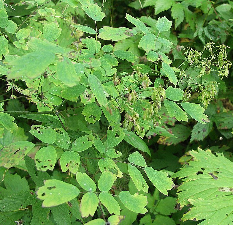 Image of Thalictrum aquilegiifolium specimen.