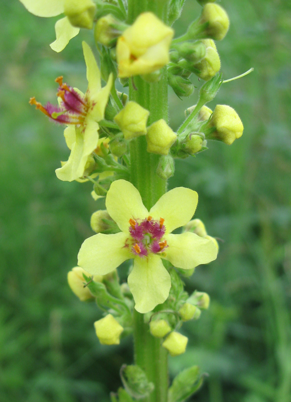 Image of Verbascum nigrum specimen.