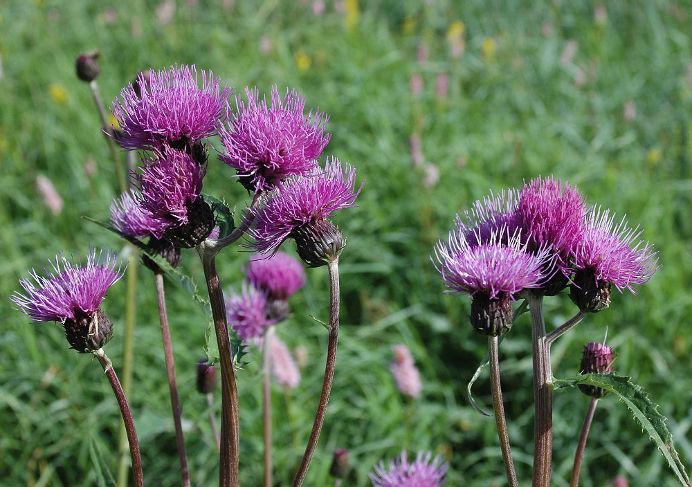 Изображение особи Cirsium helenioides.