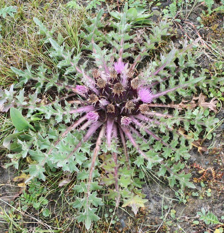 Image of Cirsium esculentum specimen.