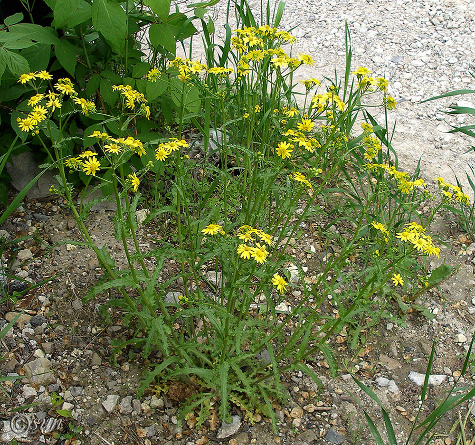 Image of Senecio vernalis specimen.