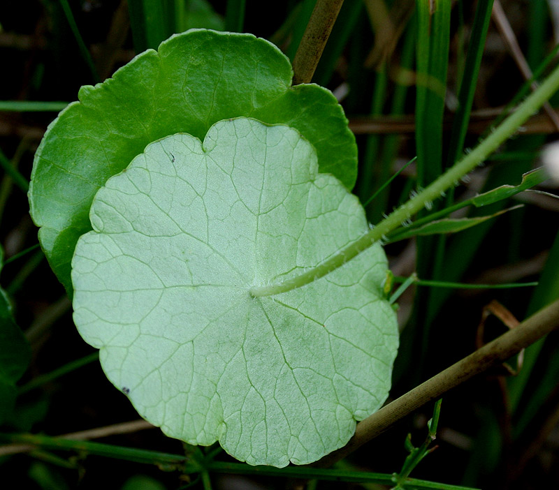 Изображение особи Hydrocotyle vulgaris.