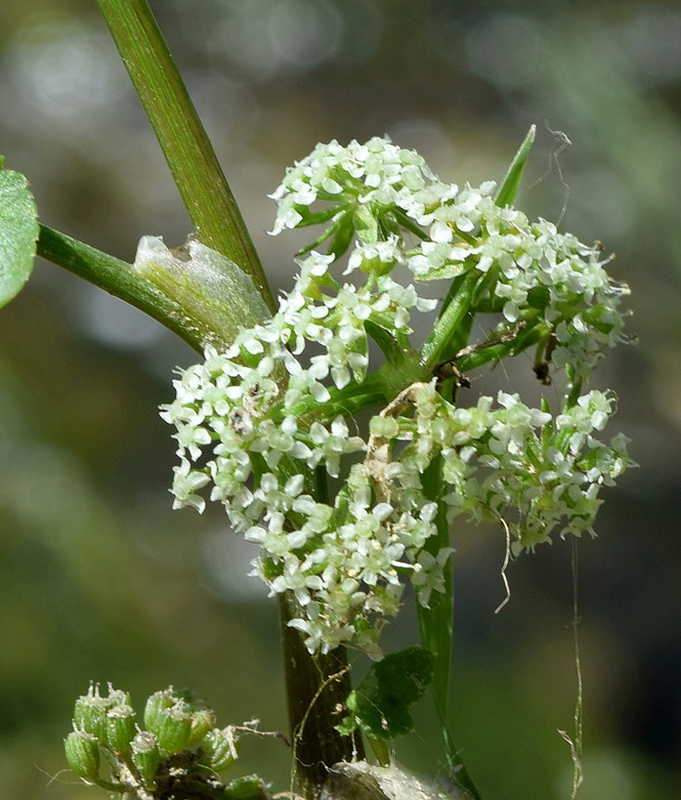 Image of Apium nodiflorum specimen.