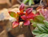 Potentilla beringii