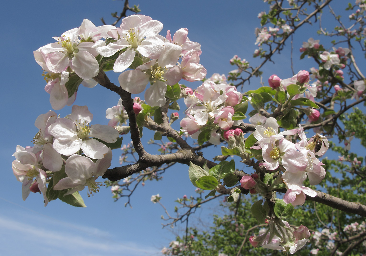 Изображение особи Malus domestica.