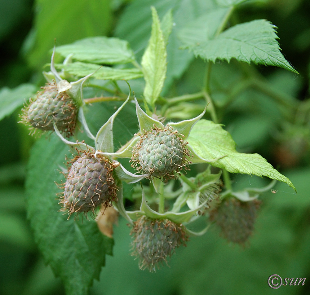 Image of Rubus idaeus specimen.