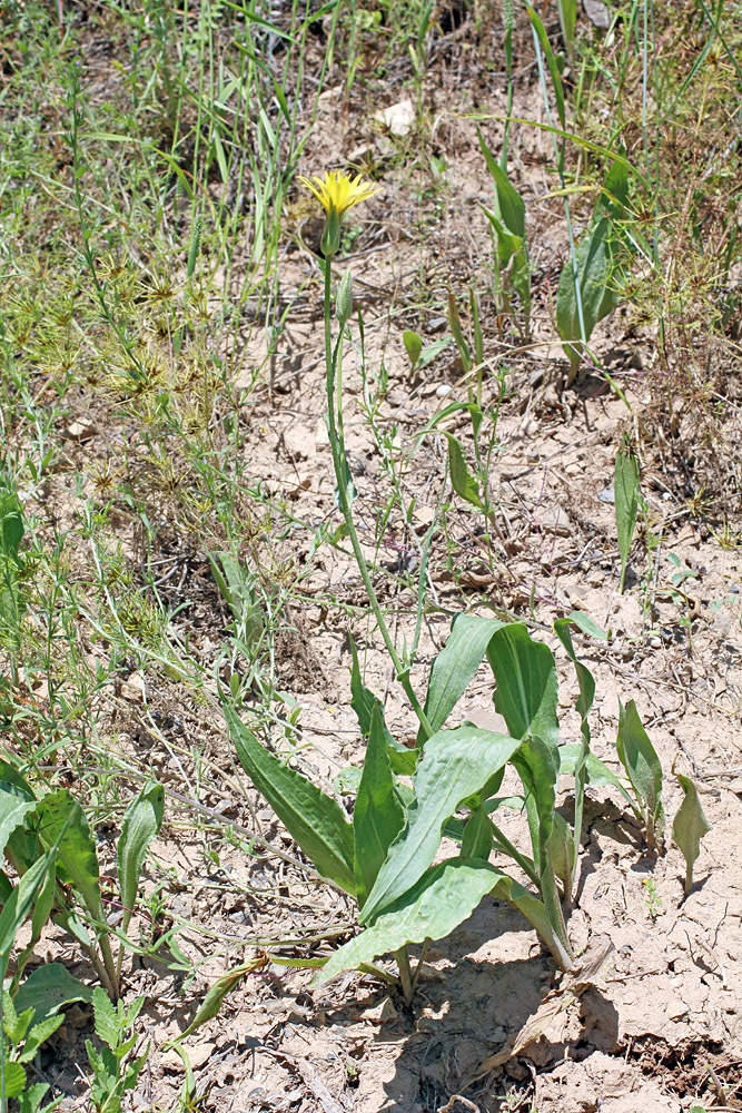 Image of Scorzonera inconspicua specimen.