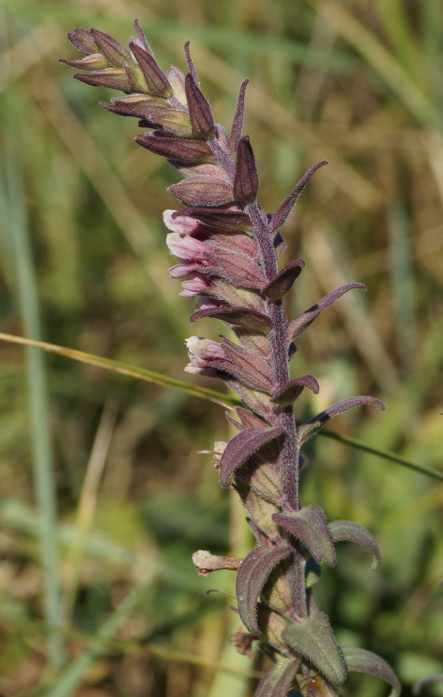 Изображение особи Odontites vulgaris.