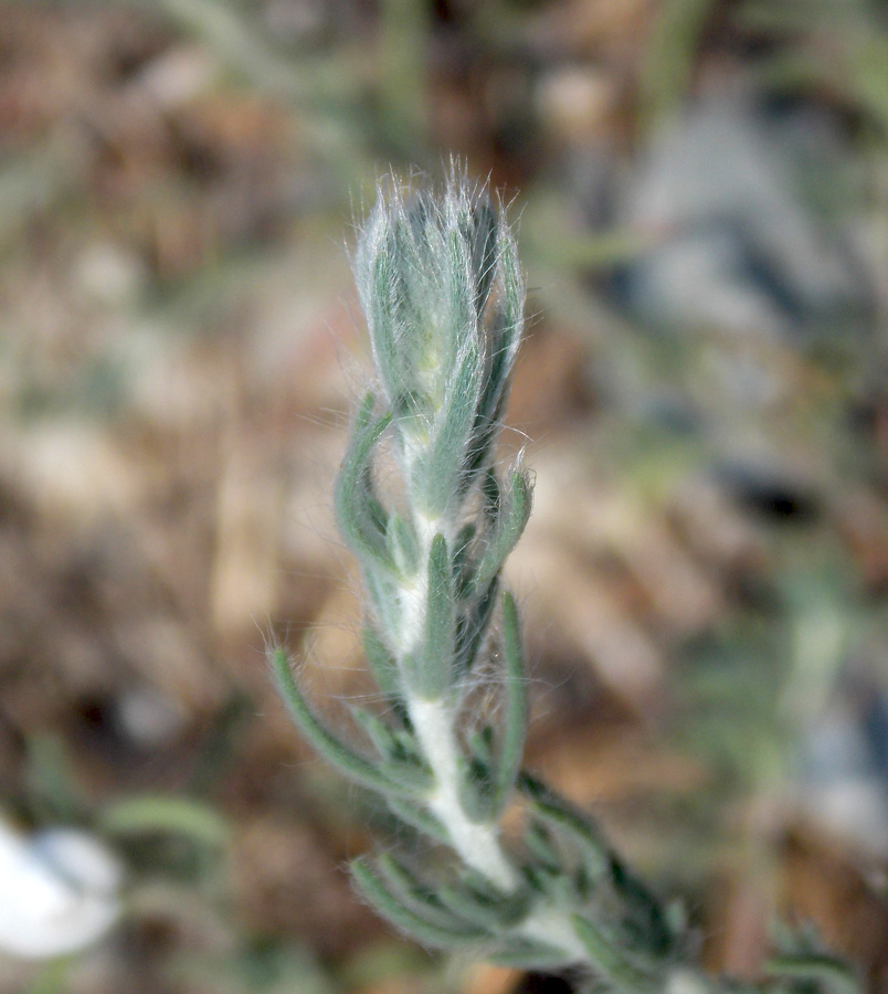 Image of Sedobassia sedoides specimen.