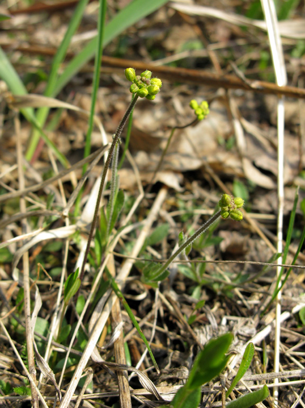 Image of Draba sibirica specimen.