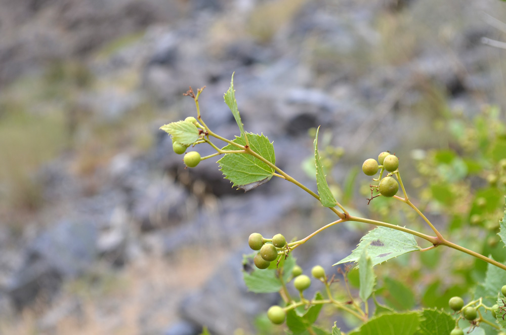 Image of Ampelopsis aegirophylla specimen.