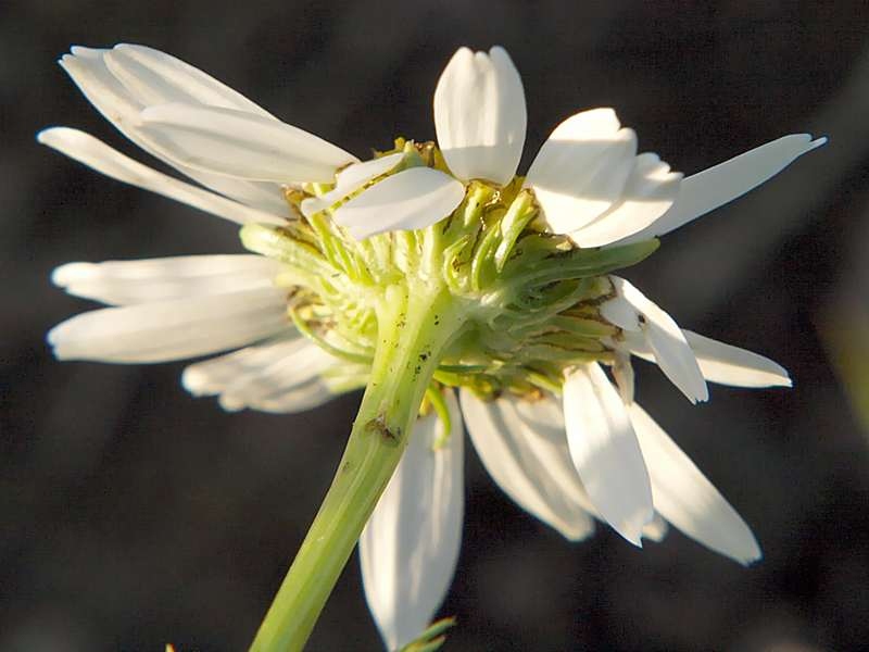 Изображение особи Tripleurospermum inodorum.