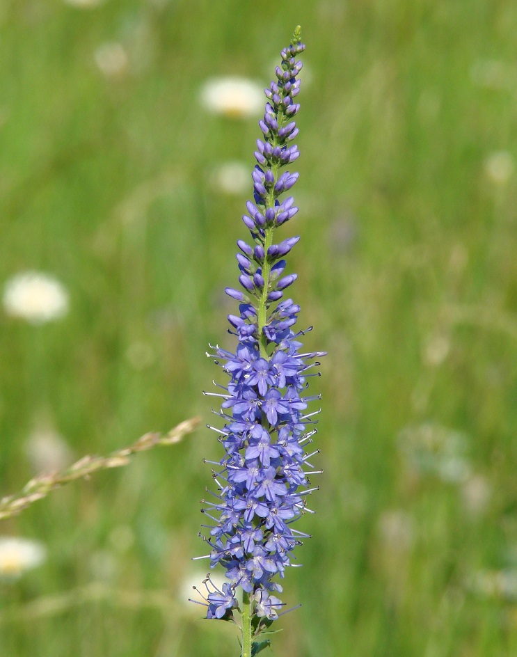 Изображение особи Veronica longifolia.