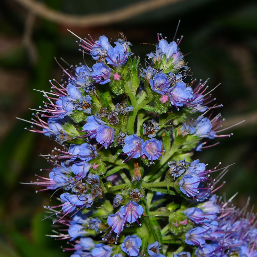 Image of Echium acanthocarpum specimen.