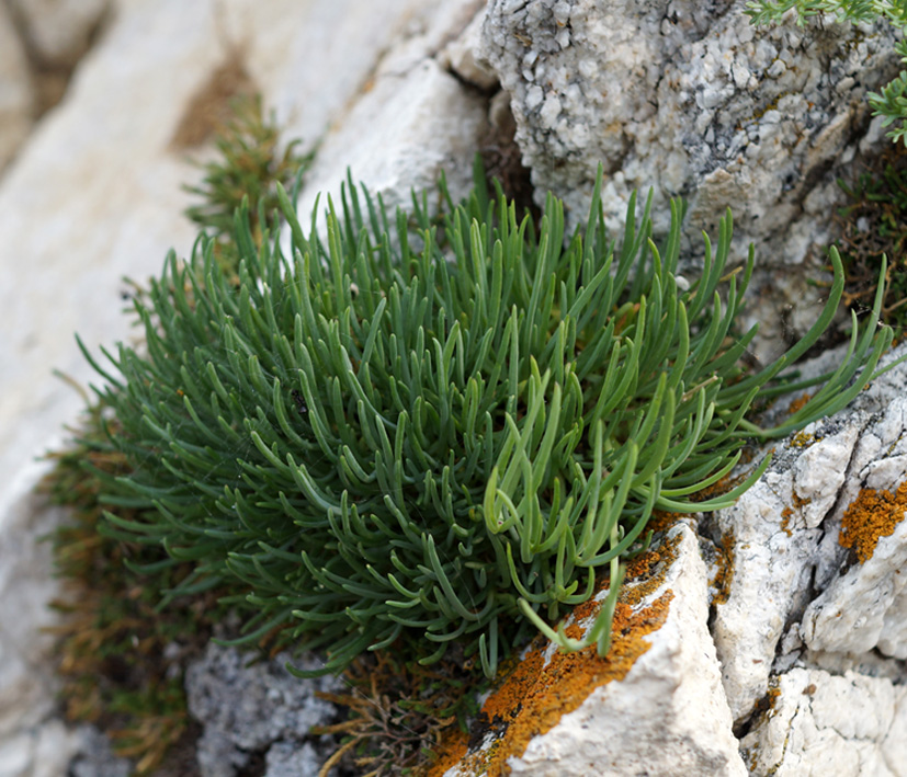 Изображение особи Gypsophila patrinii var. caespitosa.