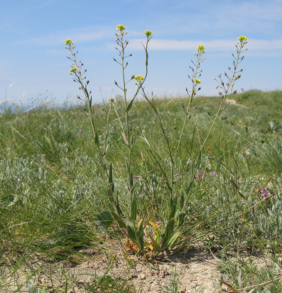 Image of Camelina microcarpa specimen.