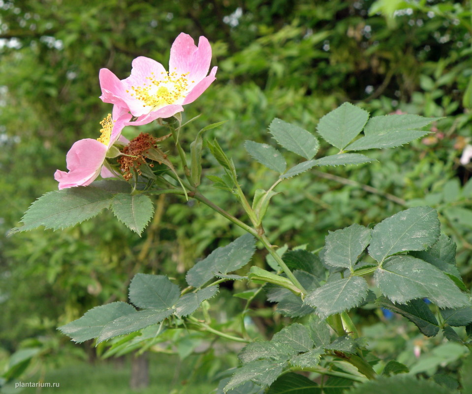 Image of Rosa afzeliana specimen.