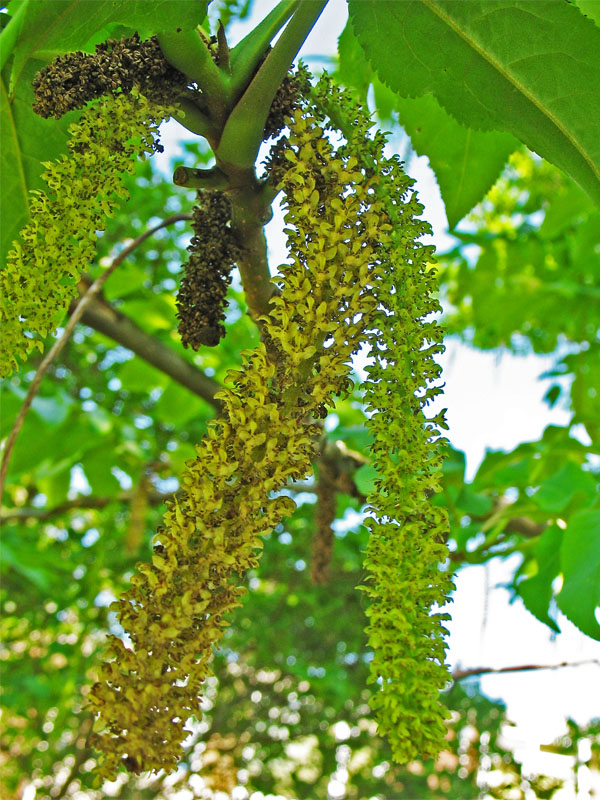 Image of Pterocarya fraxinifolia specimen.