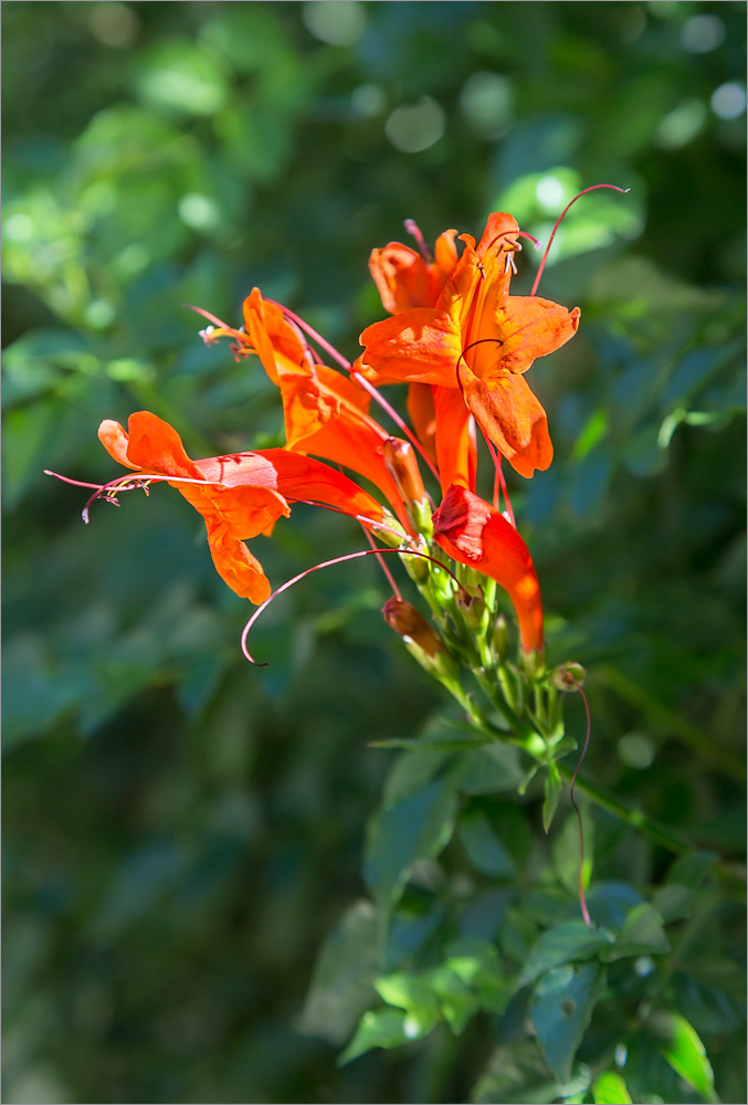 Изображение особи Tecomaria capensis.