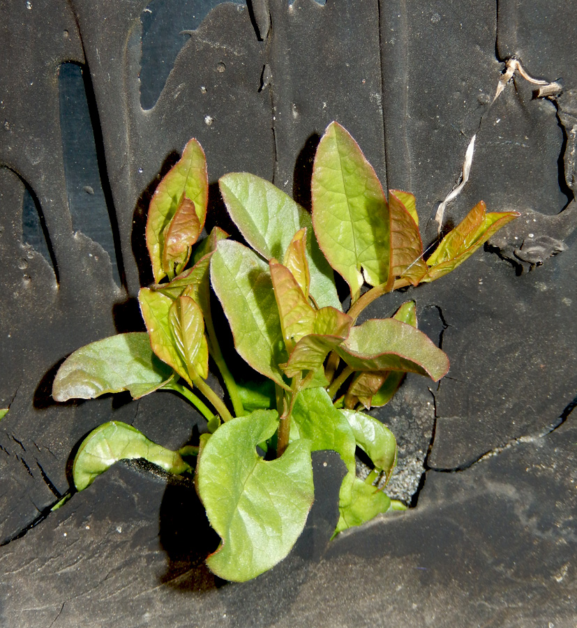 Изображение особи Convolvulus arvensis.